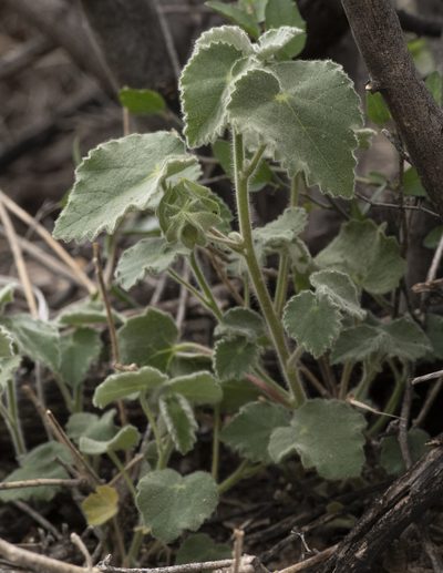 Abutilon wrightii, photographed by Daniel McNair