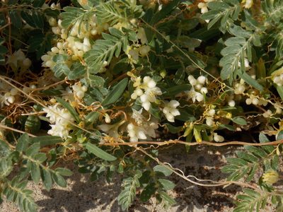 Cuscuta legitima, photographed by Eliseo D Moreno