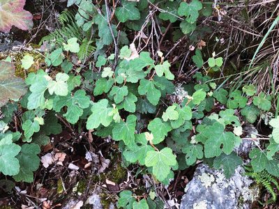 Rubus formosensis, photographed by Cheng-Tao Lin