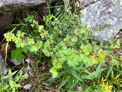 Ribes formosanum, photographed by Cheng-Tao Lin