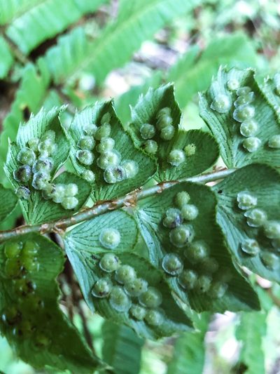 Polystichum nepalense, photographed by Cheng-Tao Lin