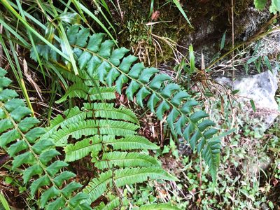 Polystichum nepalense, photographed by Cheng-Tao Lin