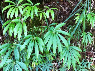 Heptapleurum taiwanianum, photographed by Cheng-Tao Lin