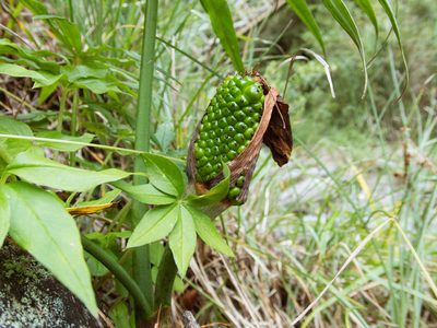 Arisaema consanguineum, photographed by Cheng-Tao Lin