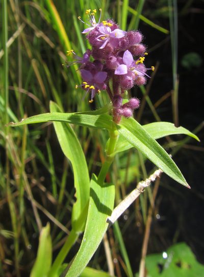 Floscopa glomerata, photographed by Robert Taylor