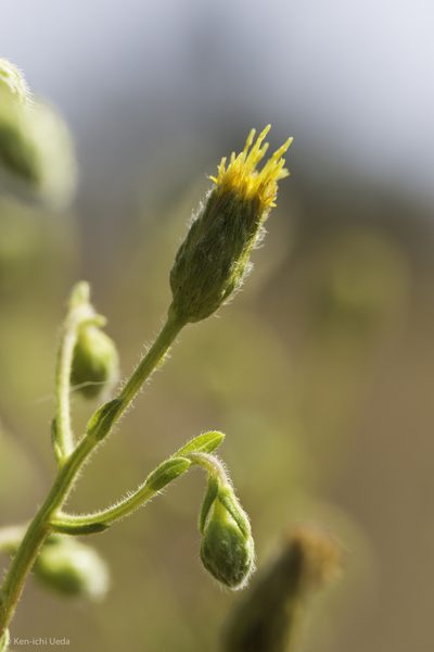 Chrysopsis oregona, photographed by Ken-ichi Ueda