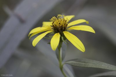 Helianthus californicus, photographed by Ken-ichi Ueda