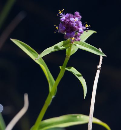 Floscopa glomerata, photographed by Robert Taylor