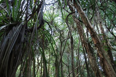 Pandanus solms-laubachii, photographed by coenobita