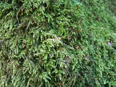 Pseudisothecium cristatum, photographed by Ken-ichi Ueda