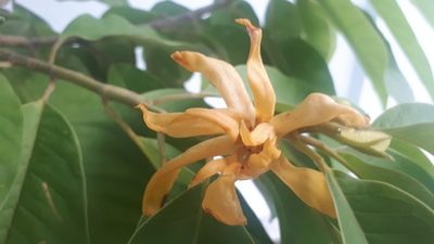 Magnolia champaca, photographed by Ong Jyh Seng
