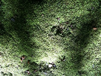 Claopodium whippleanum, photographed by Ken-ichi Ueda