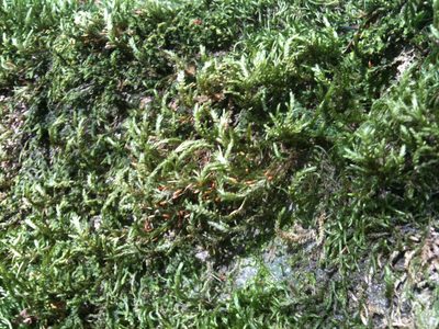 Neckera californica, photographed by Ken-ichi Ueda