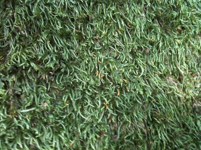 Pseudisothecium cristatum, photographed by Ken-ichi Ueda