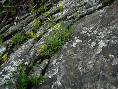 Solidago racemosa, photographed by Mike Slater