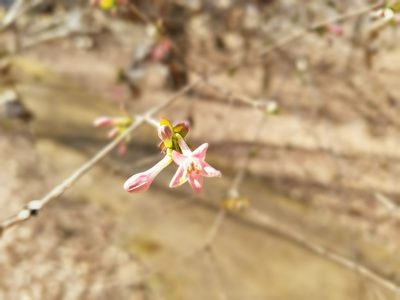 Lonicera gracilipes, photographed by Yoshihiro Tokue