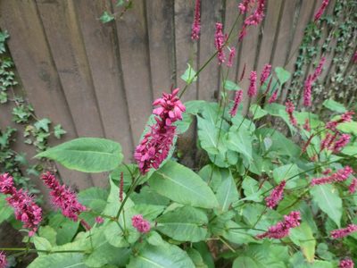 Persicaria amplexicaulis, photographed by Anthony O'Leary