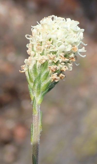 Phyllopodium elegans, photographed by Nicola van Berkel