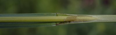 Scirpus hattorianus, photographed by aarongunnar