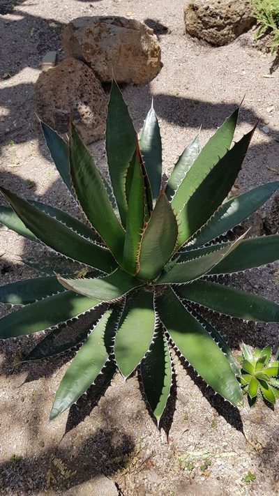 Agave obscura, photographed by Eugenio Padilla
