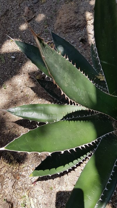 Agave obscura, photographed by Eugenio Padilla
