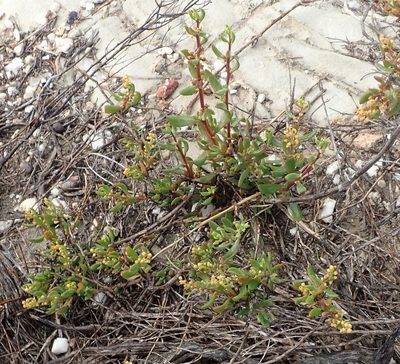 Tetragonia verrucosa, photographed by Nicola van Berkel