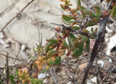 Tetragonia verrucosa, photographed by Nicola van Berkel