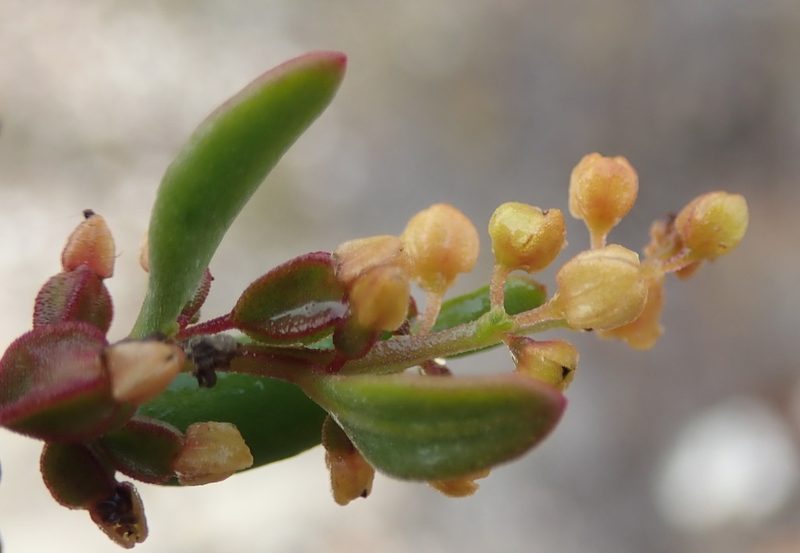 Tetragonia verrucosa, photographed by Nicola van Berkel