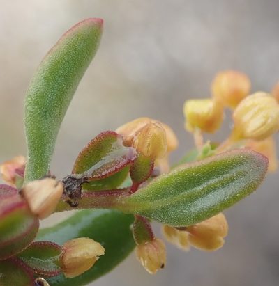 Tetragonia verrucosa, photographed by Nicola van Berkel