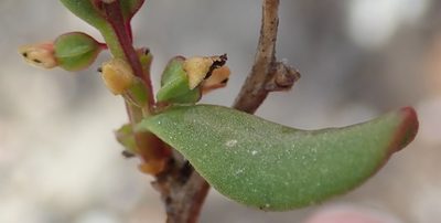 Tetragonia verrucosa, photographed by Nicola van Berkel