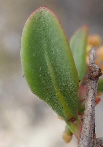 Tetragonia verrucosa, photographed by Nicola van Berkel