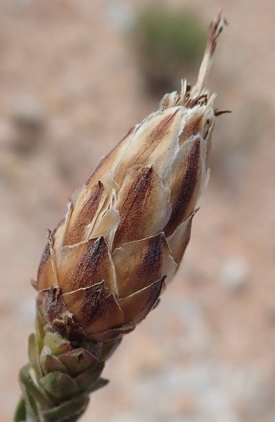 Pteronia stoehelinoides, photographed by Nicola van Berkel