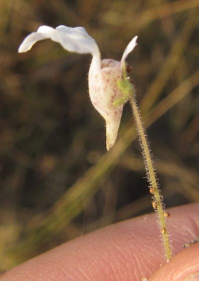 Diclis petiolaris, photographed by Robert Taylor