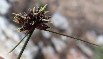 Ficinia stolonifera, photographed by Nicola van Berkel