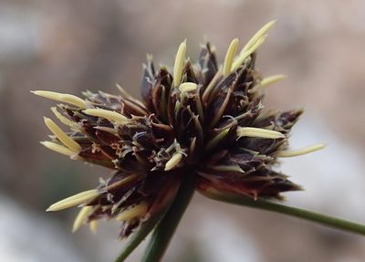 Ficinia stolonifera, photographed by Nicola van Berkel
