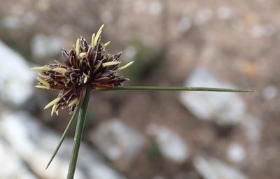 Ficinia stolonifera, photographed by Nicola van Berkel
