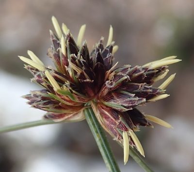 Ficinia stolonifera, photographed by Nicola van Berkel