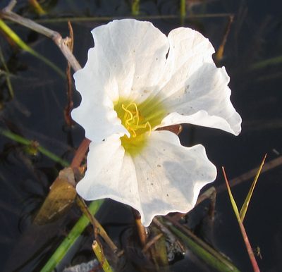 Ottelia kunenensis, photographed by Robert Taylor