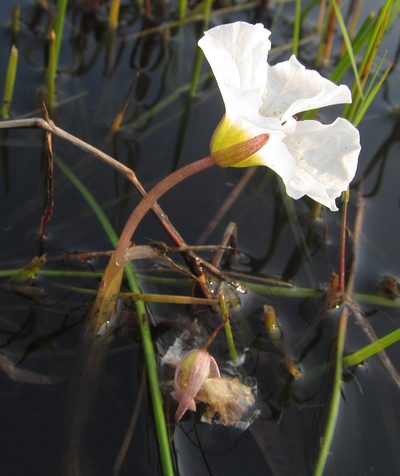 Ottelia kunenensis, photographed by Robert Taylor