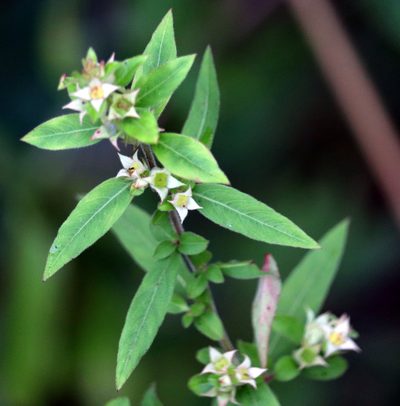 Ludwigia pilosa, photographed by Lauren McLaurin