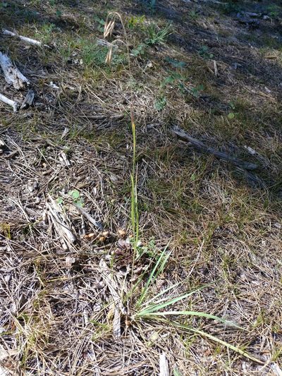 Bromus porteri, photographed by Brian Dickerson