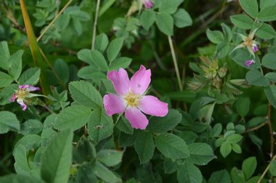 Rosa villosa, photographed by David Anderson