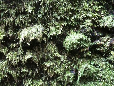 Bryolawtonia vancouveriensis, photographed by Ken-ichi Ueda