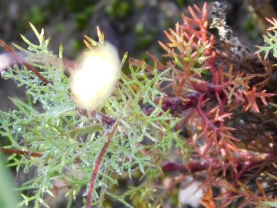 Cotula ceniifolia, photographed by Klaus Wehrlin