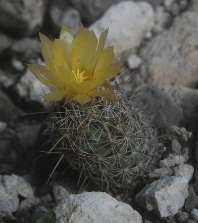 Coryphantha glanduligera, photographed by Pedro Nájera Quezada