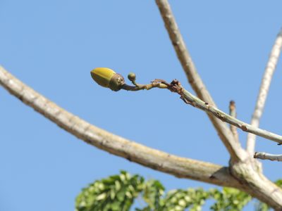 Pseudobombax septenatum, photographed by Juan Felipe Restrepo Mesa
