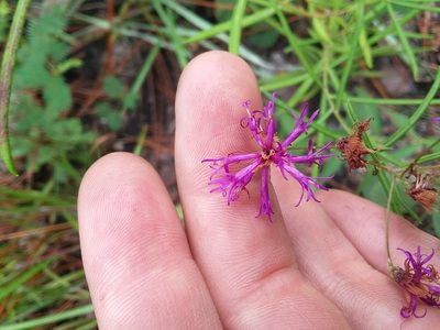 Vernonia angustifolia, photographed by Will McFarland