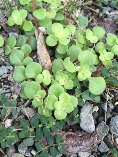 Sedum makinoi, photographed by Heidi Hellstern