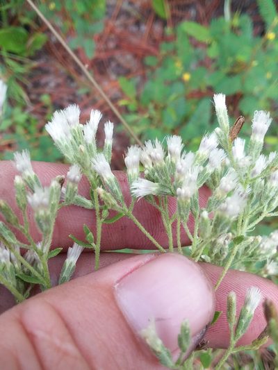 Eupatorium cuneifolium, photographed by Will McFarland