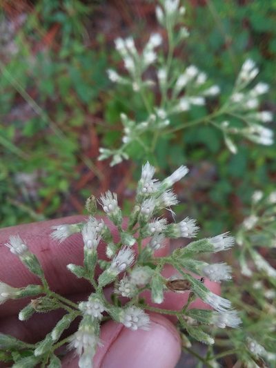 Eupatorium cuneifolium, photographed by Will McFarland